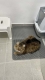 Прикачено изображение от потребител 1 за PROMOȚIE Covoraș de toaletă pentru pisici CATMAT®.