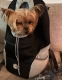 Прикачено изображение от потребител 1 за PETPOUCH®: Rucsac inovator pentru câini - Confort și stil pentru prietenul tău cu patru picioare!.