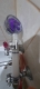 Прикачено изображение от потребител 1 за Cap de duș cu motor inovator și filtru SPIRALSPLASH®.